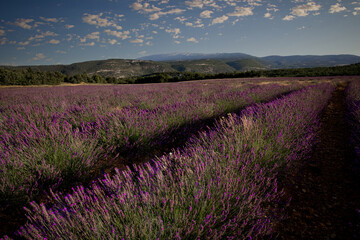 Obraz premium Colorful, purple lavender fields near Sault