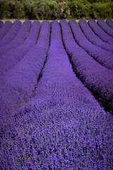 Fototapeta na wymiar Lavender rows in full, perfect bloom in France