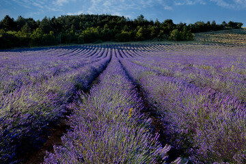 Fototapeta na wymiar Rows and rows of lavender bushes and flowers