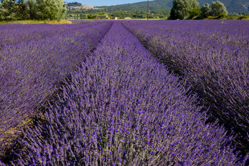 Obraz premium Horizontal shot of wide rows of purple lavender plants