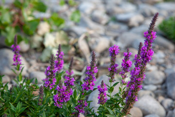 Obraz premium purple flowers