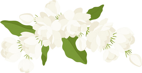 Bouquet of jasmine flower illustration.