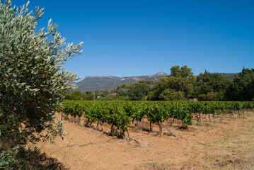 Fototapeta na wymiar Monts AURELIEN et OLYMPE depuis des vignes à TRETS 