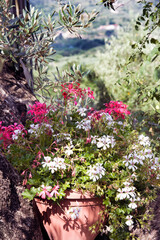 Planter with a flowering plant placed between a tree’s trunks.