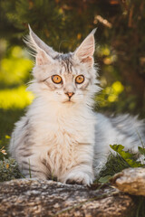 Obraz premium Maine-Coon-Katze