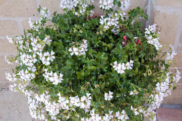 Planter with a flowering plant. Geranium cultivar, Pelargonium, gardening. 