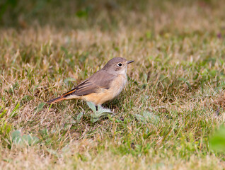 The Redstart bird (lat. Phoenicurus phoenicurus), female.
It is a small songbird. It feeds on insects, which it collects from leaves and branches. 