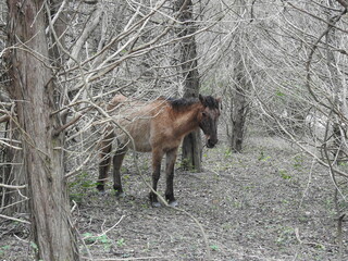 A wild banker horse living on Carrot Island, in the Outer Banks of North Carolina, Rachel Carson Reserve.