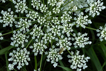 Close-up of Queen Anne's lace with a black background.