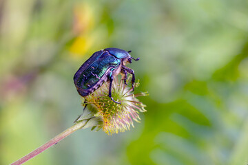 Cetonia aurata golden beetle on a green shoot of a plant. Beauty of nature.