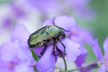 Cetonia aurata golden beetle on the petals of a purple flower. Beauty of nature.