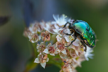 Cetonia aurata golden beetle on white flower petals. Beauty of nature.