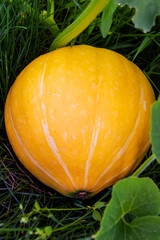 Ripe juicy pumpkin in the garden against the background of green grass