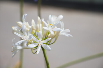 White flower in the park of a big city.