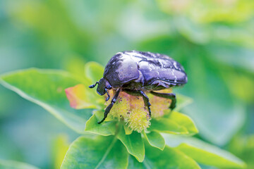 Cetonia aurata golden beetle on milkweed flowers. Beauty of nature.