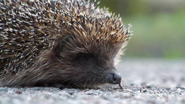 Hedgehog sniffing a small twig. Scientific name - Erinaceus europaeus, also known as European hedgehog or common hedgehog