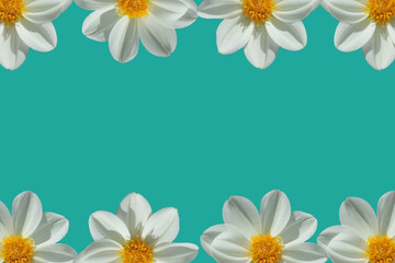 frame of daisies on green card background