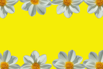 white daisy border on yellow background