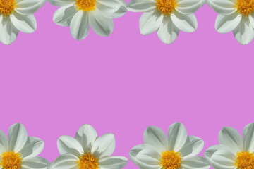 frame of white flowers on pink background