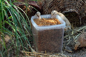 freeze dried mealworms in quail paradise