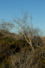 Large Bare Tree Branch Against Green/Yellow Bush Foliage with a Blue Sky