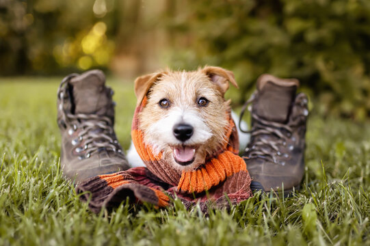 Cute happy pet dog wearing an orange scarf and smiling in the grass near shoes. Autumn, fall background.