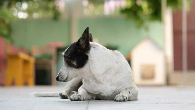 Adorable mutt, mongrel dog is lying on the tile in the yard, sniffing around, looking for food.