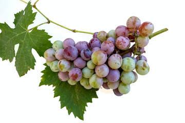 bunch of grapes