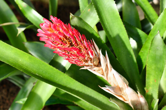 Blooming red flower of tropical 'Quesnelia Quesneliana' plant