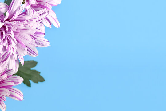Chrysanthemum flower on side of blue background with copy space