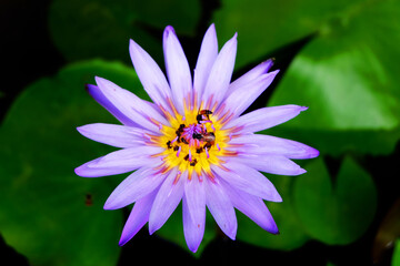 Bees swarm beautiful purple lotus in a pond