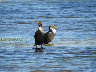 A pair of great cormorants enjoying a beautiful spring day at the Cape Hatteras National Seashore, in the Outer Banks of North Carolina.