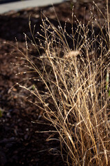 Fototapeta premium Light Brown Grass with a Brown Background