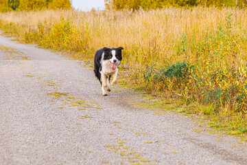 Naklejka na ściany i meble Outdoor portrait of cute smiling puppy border collie running in autumn park outdoor. Little dog with funny face on walking in sunny autumn fall day. Hello Autumn cold weather concept