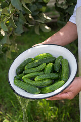 woman hands are draining the water from white plate with cucumbers outside.