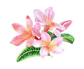 Tropical plumeria flowers on an isolated white background, watercolor hand illustration.