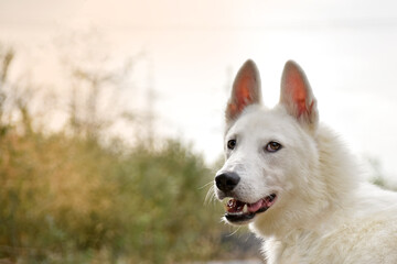 portrait of a happy smiling white color dog