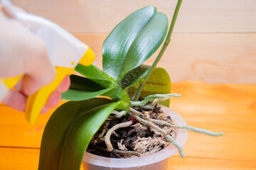 Do not spray aerial roots of healthy orchid in the right substrate and planters for growing an exotic plant at home: a place for text on a wooden background, selective focus on aerial roots, spraying
