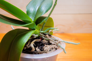 Incorrectly raw aerial roots of healthy orchid in the right substrate and planters for growing an exotic plant at home: a place for text on wooden background, selective focus on aerial roots, sprayin