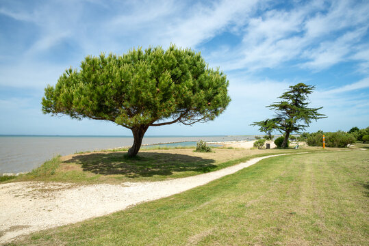 Parasol pine tree Pinus pinea on Atlantic coast of Charente Maritime, France with midday shadow