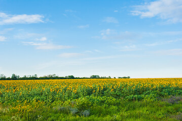 Beautiful view of the field and blue sky
