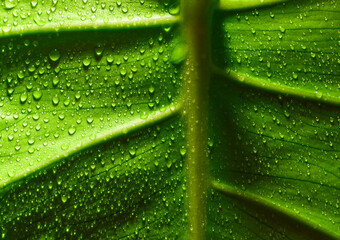 Green leaf with drops of water background