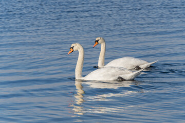 Fototapeta na wymiar Swan couple
