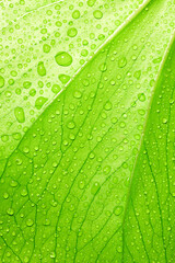 Green leaf with drops of water background