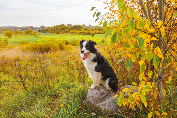 Naklejka na ściany i meble Funny smiling puppy dog border collie playing sitting on stone in park outdoor, dry yellow fall leaves foliage background. Dog on walking in autumn day. Hello Autumn cold weather concept