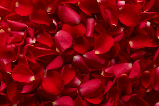 Background of red roses petals texture. Cover for book