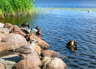 Subadult European Herring Gulls Larus argentatus on the stone shore of the Kisezers lake in Riga, Latvia
