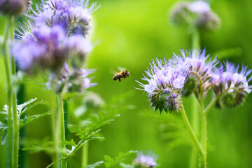 Bee and flower phacelia. Close up flying bee collecting pollen from phacelia on a sunny day on a green background. Phacelia tanacetifolia (lacy). Summer and spring backgrounds