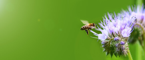 Biene und Blume Phacelia. Nahaufnahme der fliegenden Biene, die Pollen von Phacelia an einem sonnigen Tag auf grünem Hintergrund sammelt. Phacelia tanacetifolia (Spitzen). Banner
