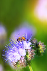 Bee and flower phacelia. Close up of a large striped bee collecting pollen from phacelia on a Sunny bright day. Phacelia tanacetifolia (lacy). Summer and spring backgrounds